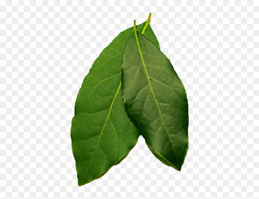 Twig, HD Png Download - dogwood tree png