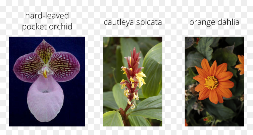 Hard-leaved Pocket Orchid, HD Png Download - flower arch png