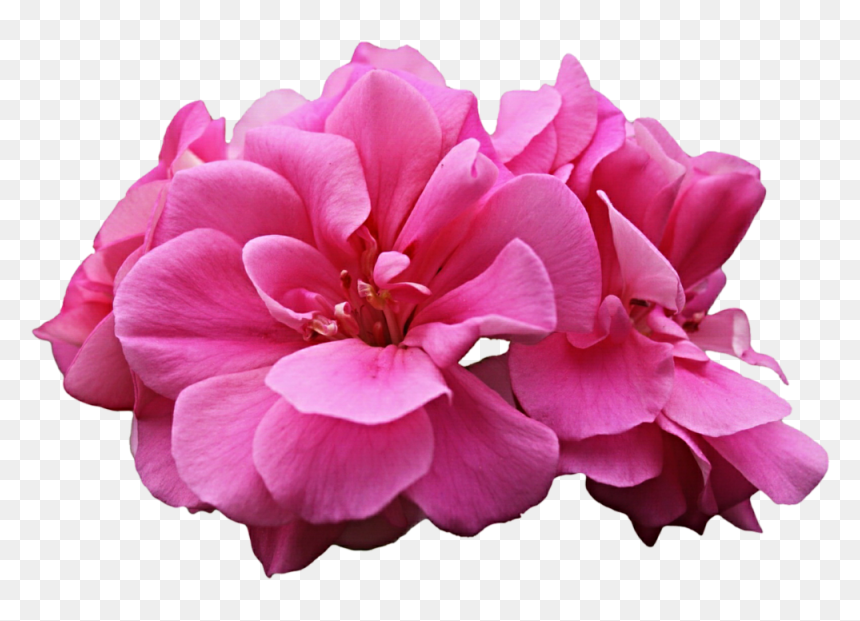 Thumb Image - Geranium Png, Transparent Png - geranium png