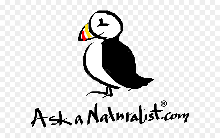 Puffin, HD Png Download - puffin png