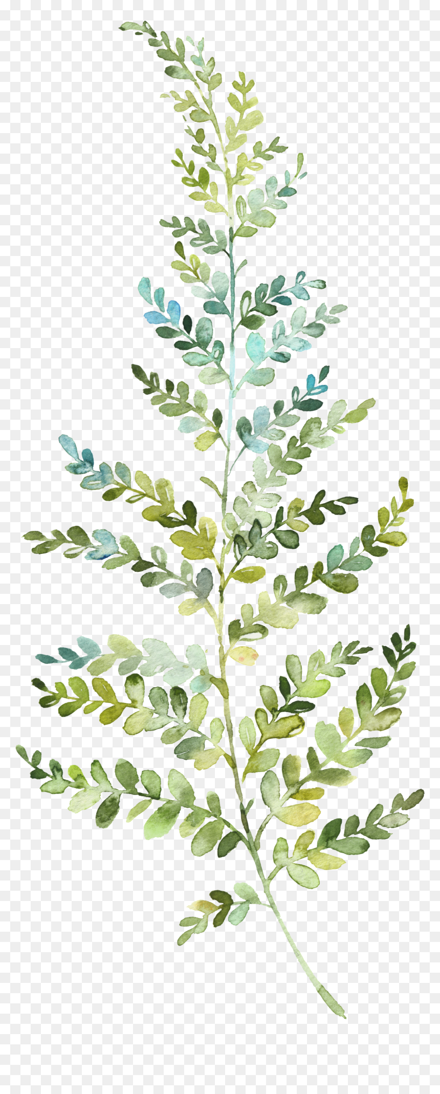 Resonance, HD Png Download - crape myrtle png
