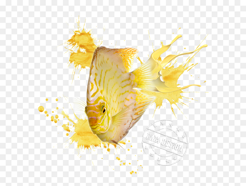 Discus Fish From Front, HD Png Download - discus png