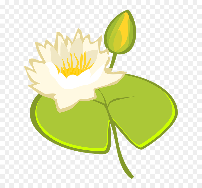 Water Lily, Lake, Water, Pond, Blossom, Bloom, Nature - Illustration, HD Png Download - lake water png