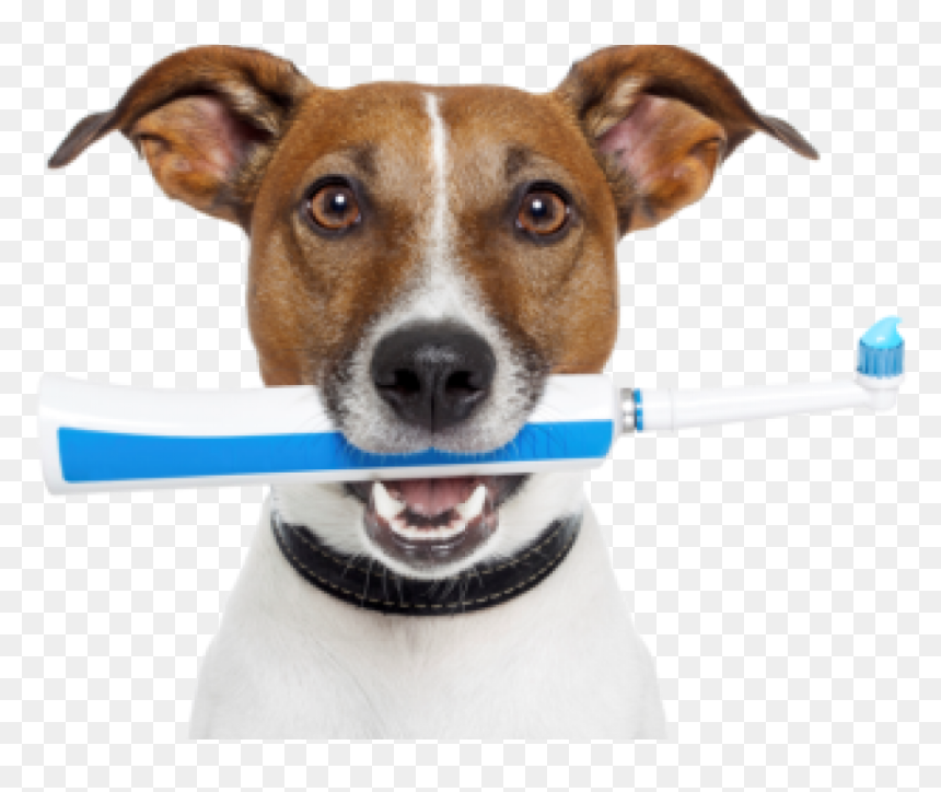 Pet Dentistry, HD Png Download - dog teeth png