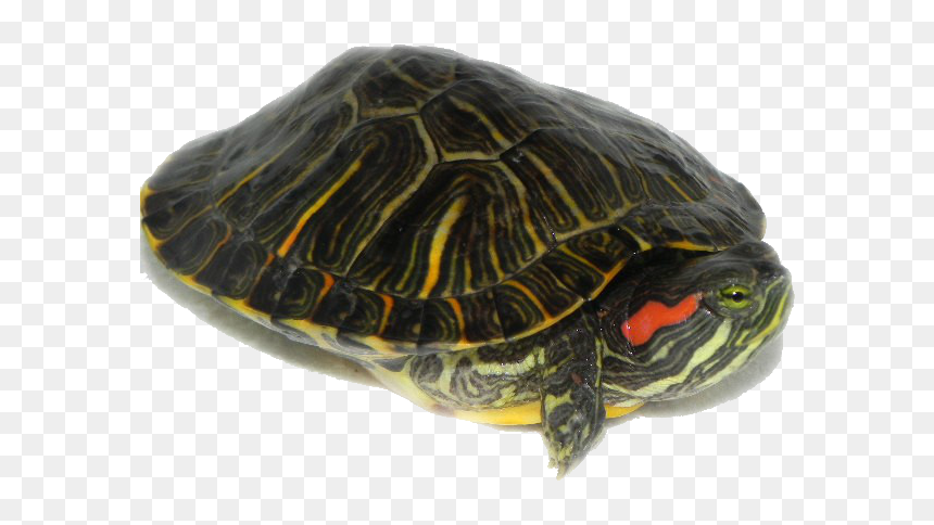 4 Png, 2552053386, Turtle Under Water - Red Eared Slider And Box Turtle, Transparent Png - under water png