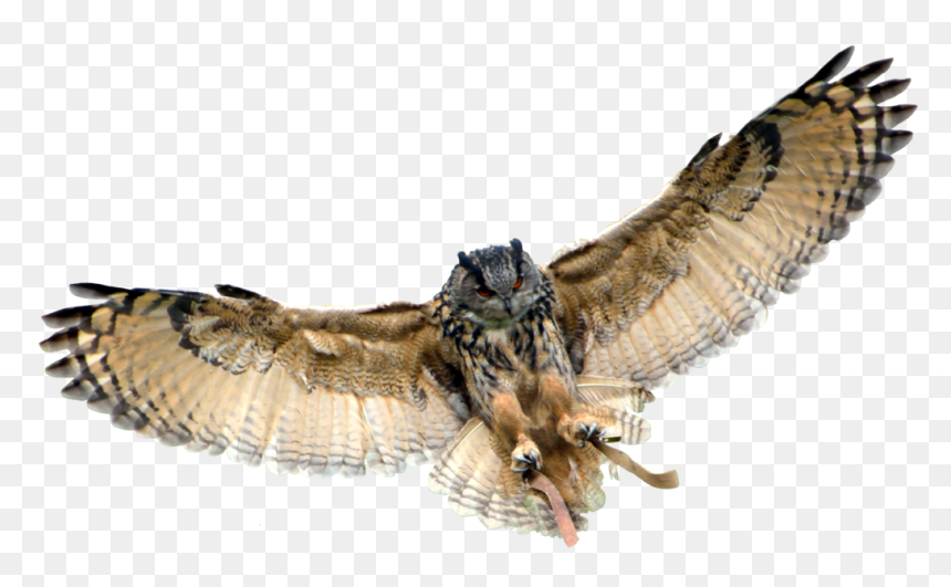 Eurasian Eagle-owl Great Horned Owl - Owl Transparent Background, HD Png Download - great horned owl png