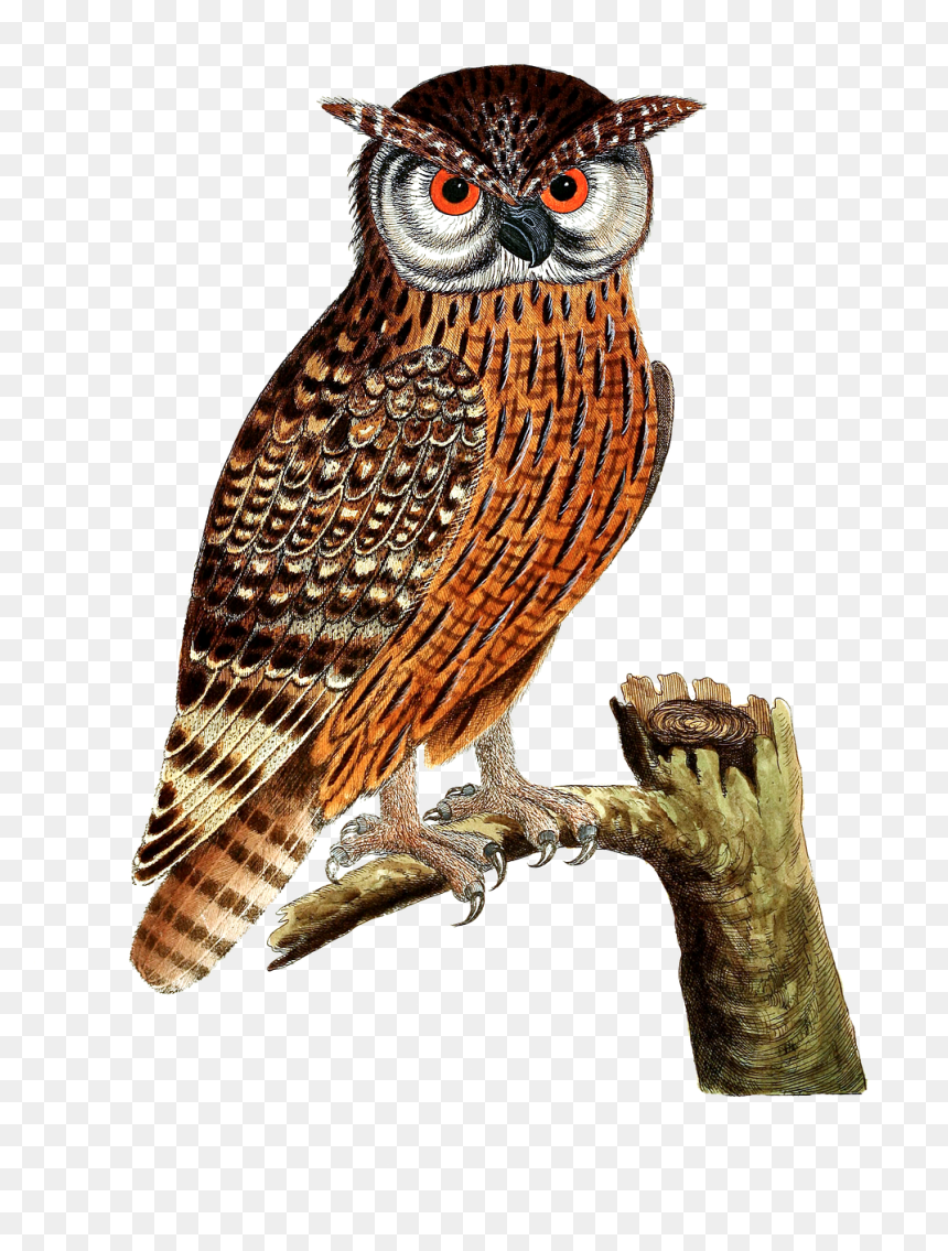 Great Horned Owl Bird Of Prey Eurasian Eagle-owl - Owl Bird Png Transparent, Png Download - great horned owl png