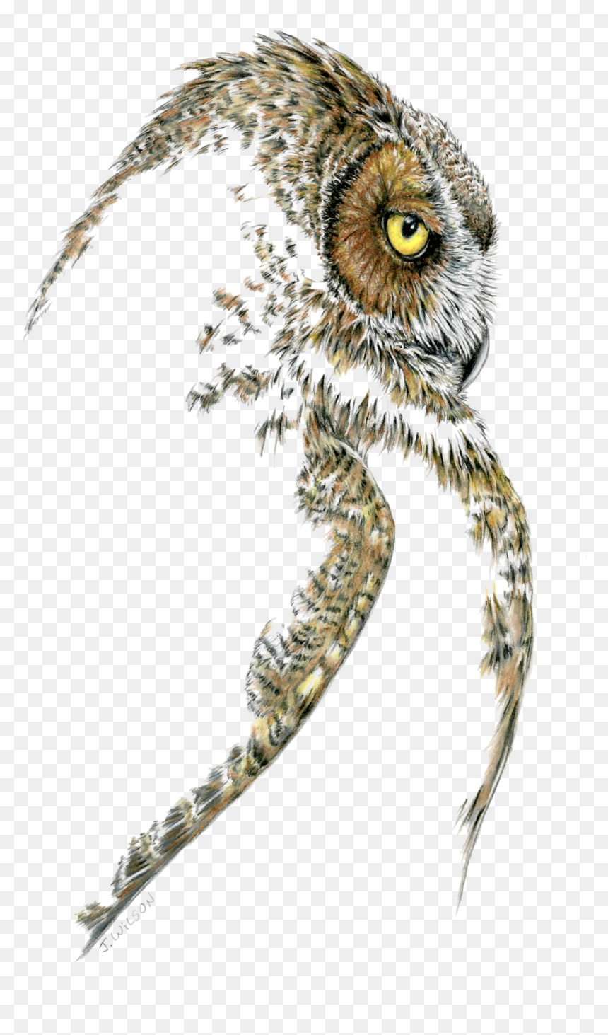 Great Horned Owl Profile V=1533656211 - Great Horned Owl, HD Png Download - great horned owl png