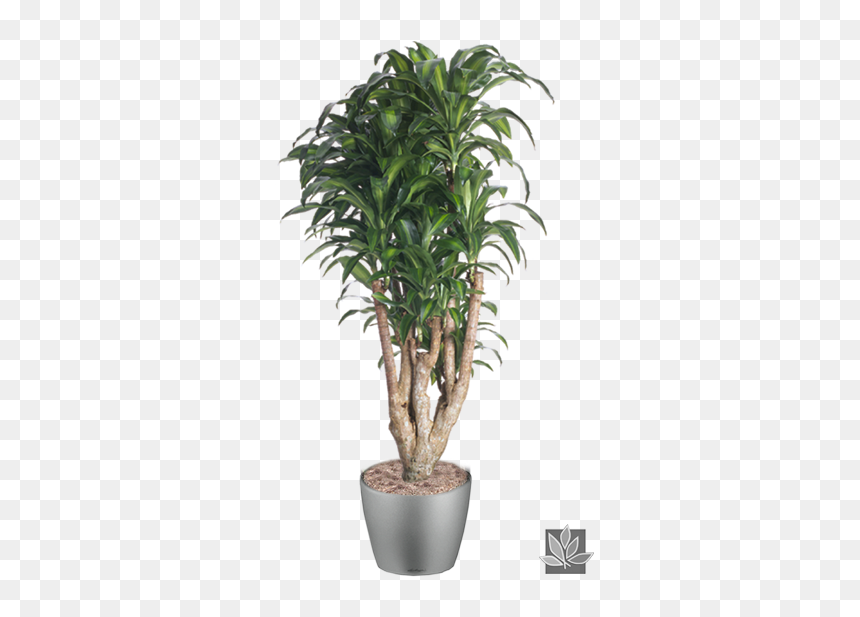 Dracaena Massangeana, HD Png Download - indoor plants png