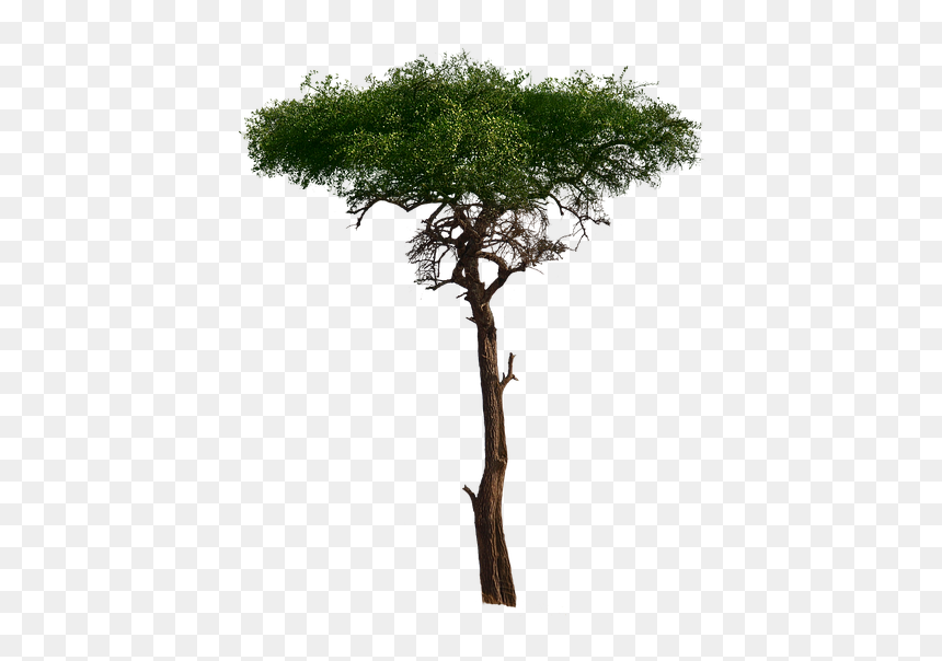 Tree, Aesthetic, Foliage, Burkea Africana, African - African Tree Png, Transparent Png - african tree png
