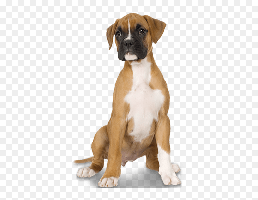 Boxer Dog Transparent Background, HD Png Download - dog teeth png