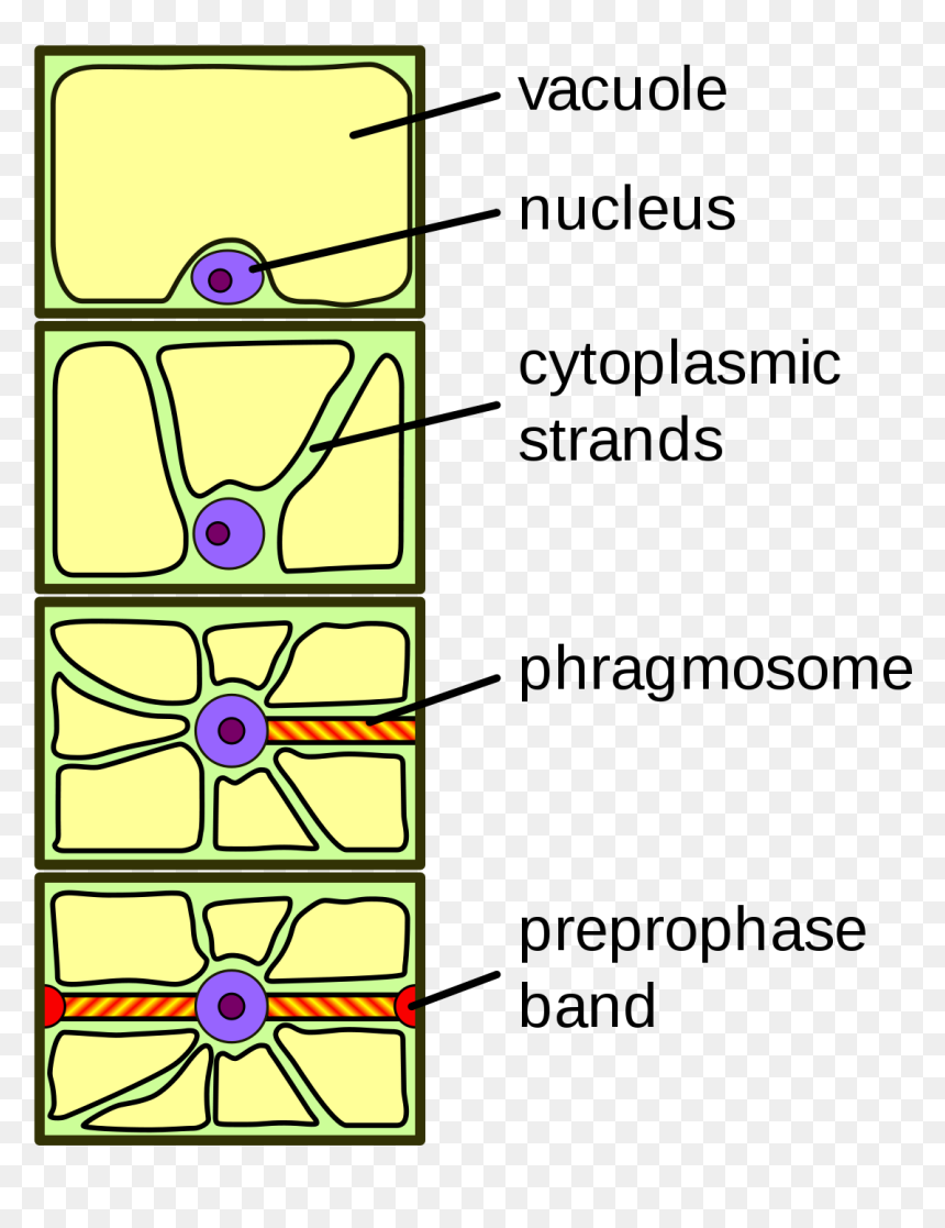 Cytoplasmic Strands, HD Png Download - vacuole png