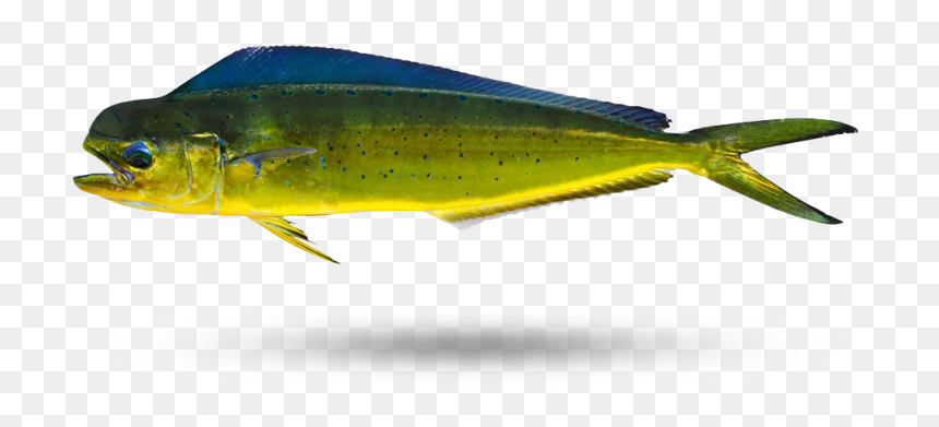 Mahi Lure,bony-fish - Salt Water Fish Species, HD Png Download - mahi mahi png
