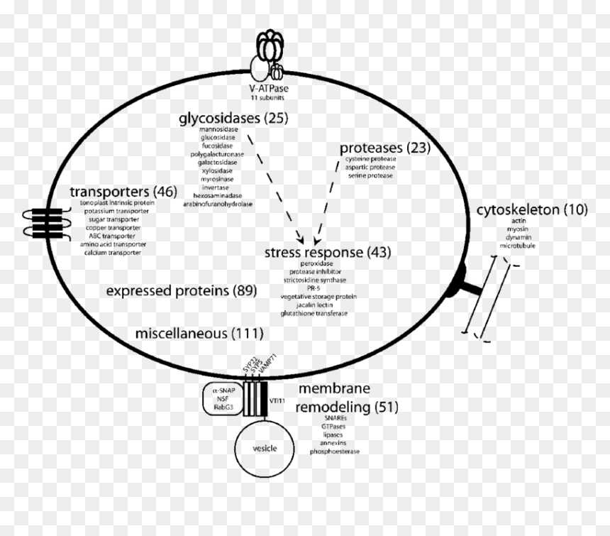 Vacuole Proteins Plant, HD Png Download - vacuole png