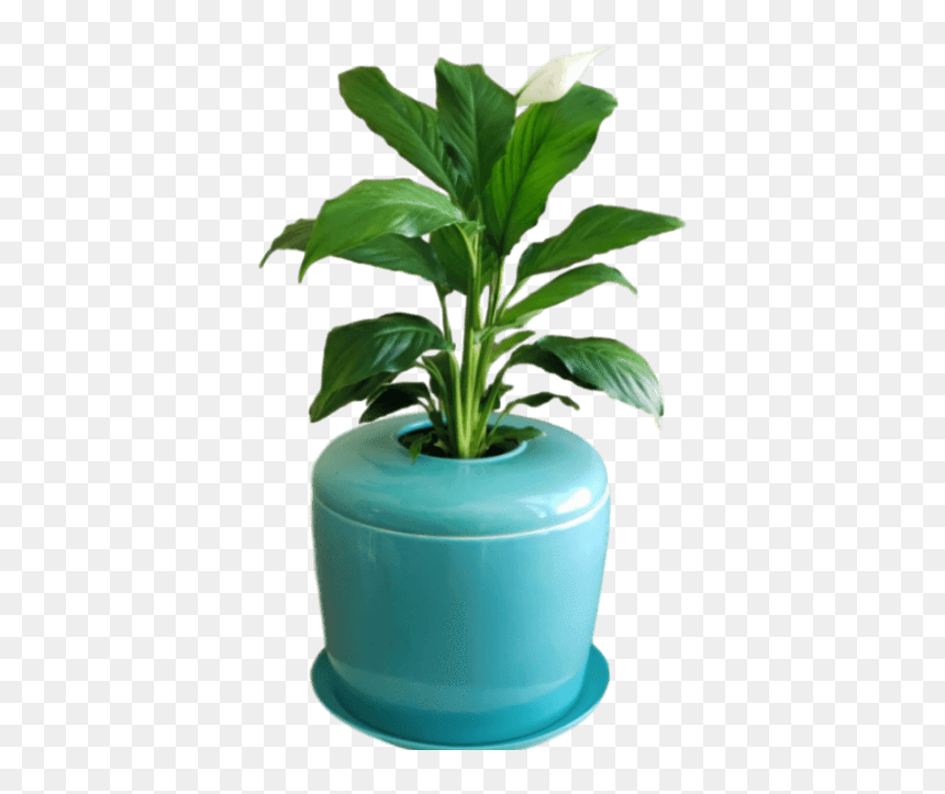 Flowerpot, HD Png Download - indoor plants png