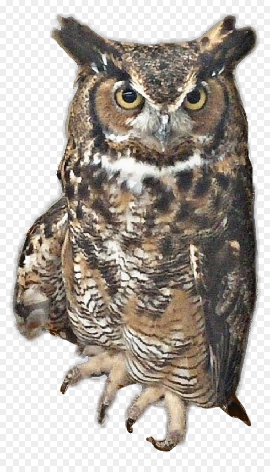 #fteowl #myphoto #owlstickers #owl #ftebird #bird #greathornedowl - Great Horned Owl, HD Png Download - great horned owl png