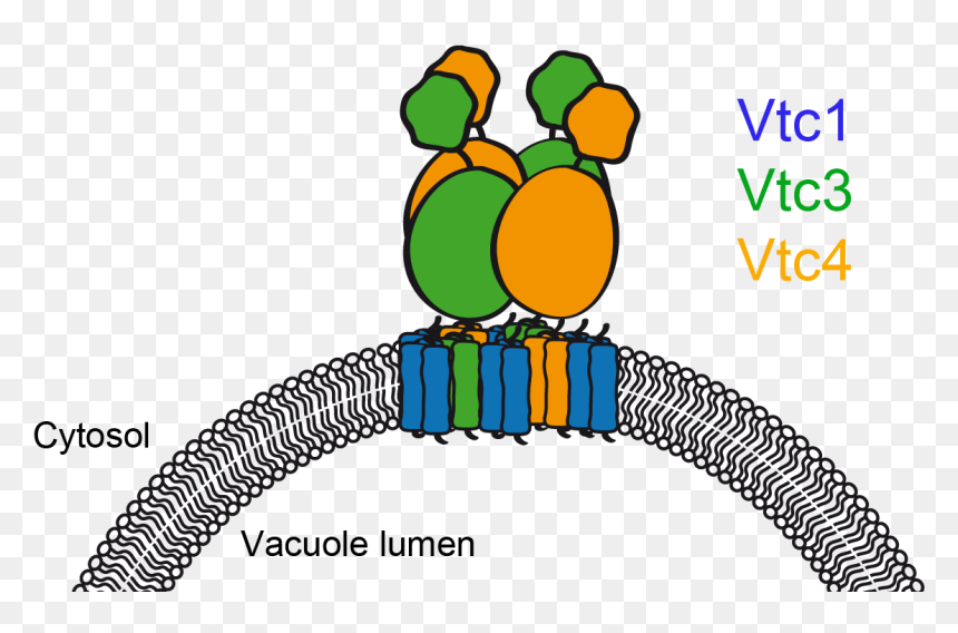 Vtc - Vtc4 Yeast, HD Png Download - vacuole png