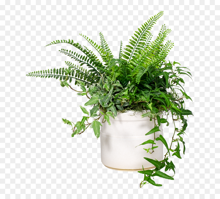 Banded Cylinder - Houseplant, HD Png Download - indoor plants png