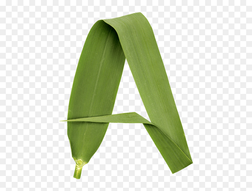 Reed Font - Grass, HD Png Download - reed png