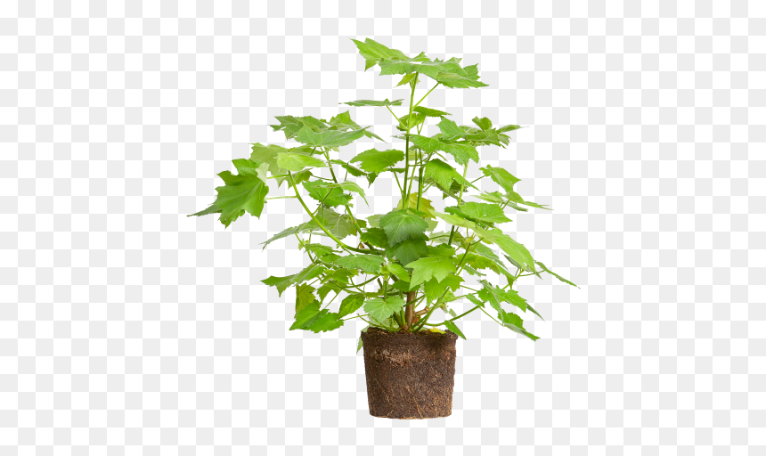 African Hemp - Flowerpot, HD Png Download - african tree png