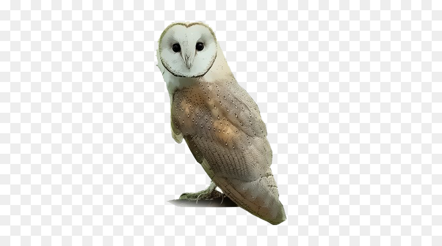 Barn Owl Png - Barn Owl Transparent Background, Png Download - great horned owl png