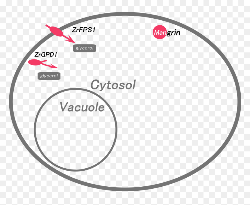 Circle, HD Png Download - vacuole png
