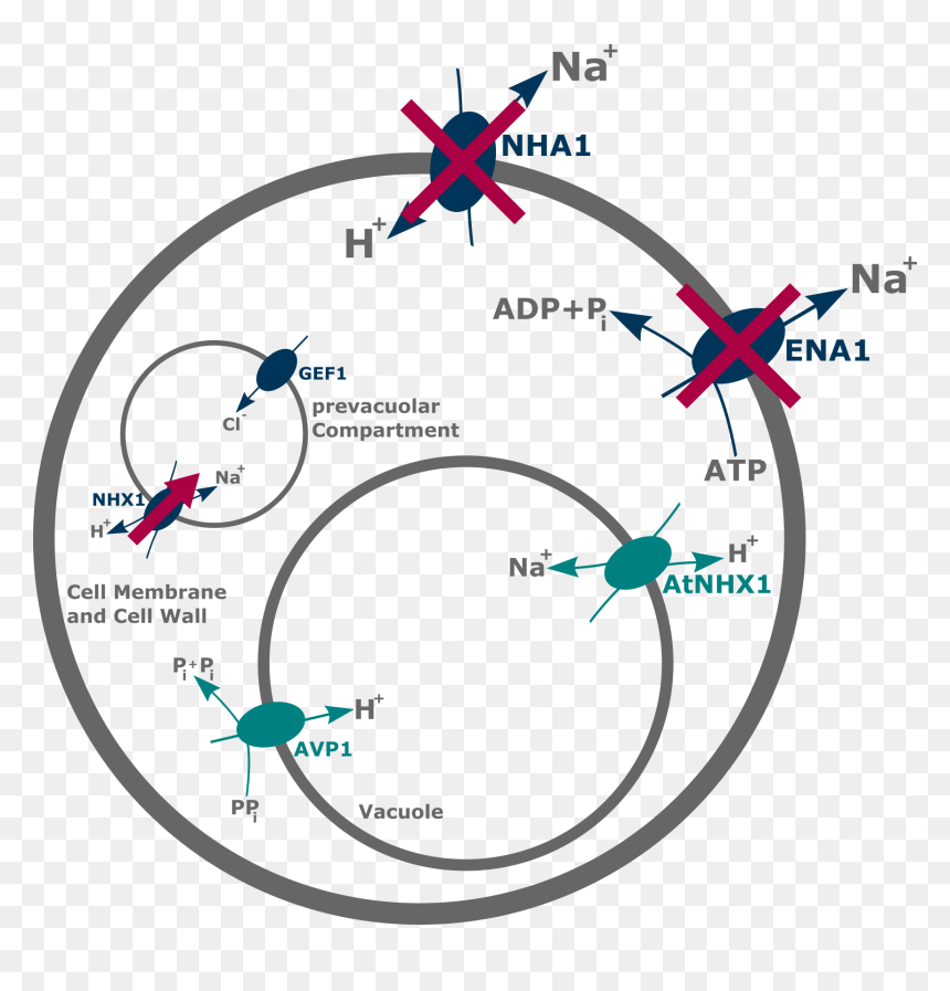 Fig 1 Ena1 And Nha1 Code The 2 Most Important Efflux, HD Png Download - vacuole png