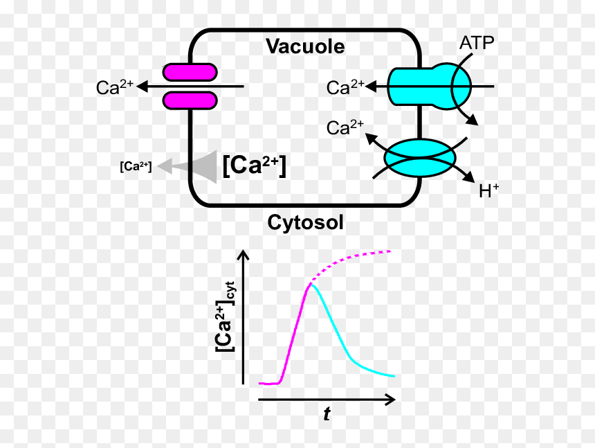 Diagram, HD Png Download - vacuole png
