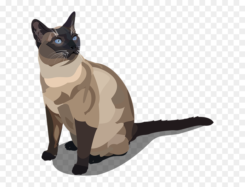 Siamese Cat Vector Png, Transparent Png - siamese cat png