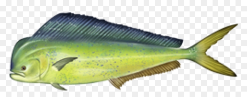 Coryphaena Hippurus - Dolphin Fish, HD Png Download - mahi mahi png
