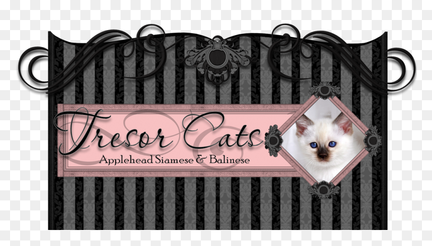 Siamese Cat Timeline, HD Png Download - siamese cat png