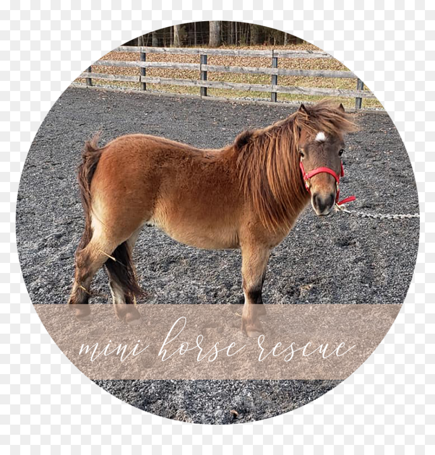 Shetland Pony, HD Png Download - chickadee png