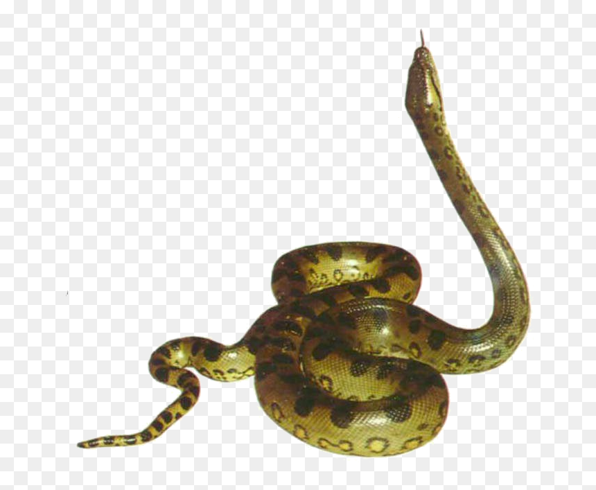 Anaconda Animal Snakes Png Transparent Images Clipart - Png Image Of Anaconda, Png Download - boa constrictor png