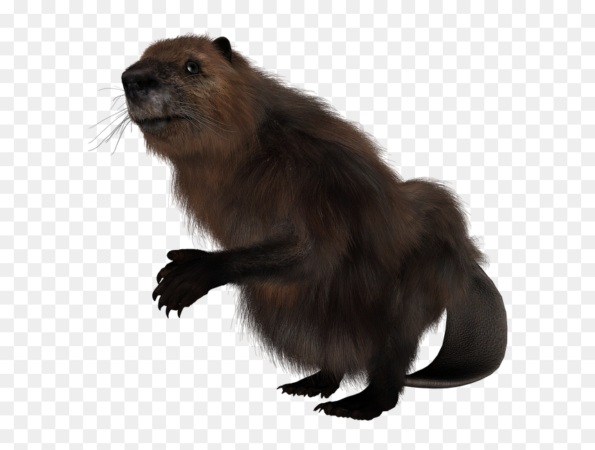 Beaver, Rodent, Animal, Mammal, Wildlife, Fur, Forest - Prairie Dog, HD Png Download - rodent png