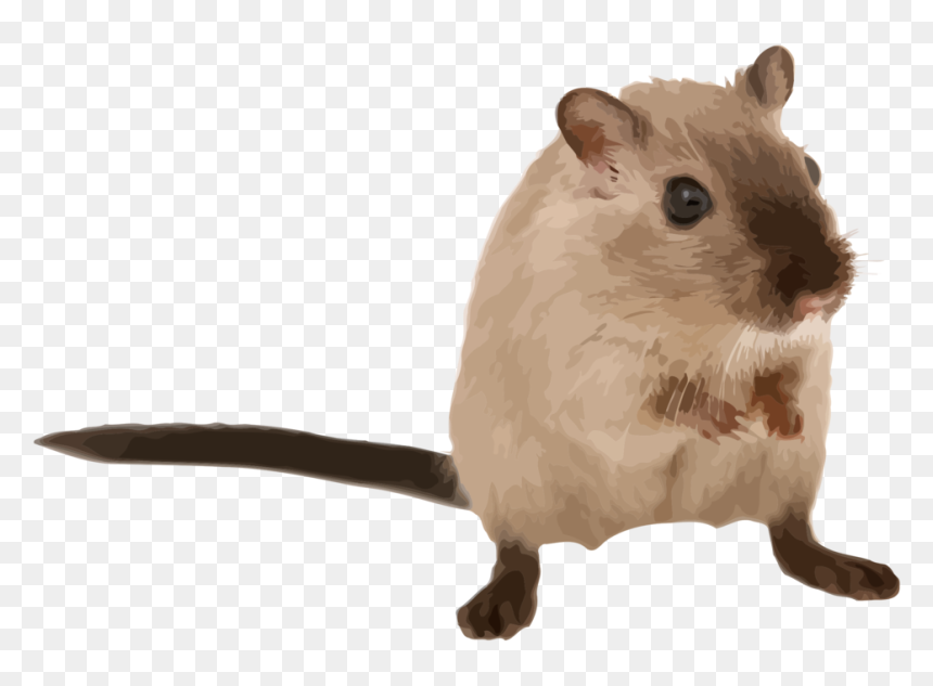 Fare,fawn,muridae - Mouse Animal, HD Png Download - rodent png