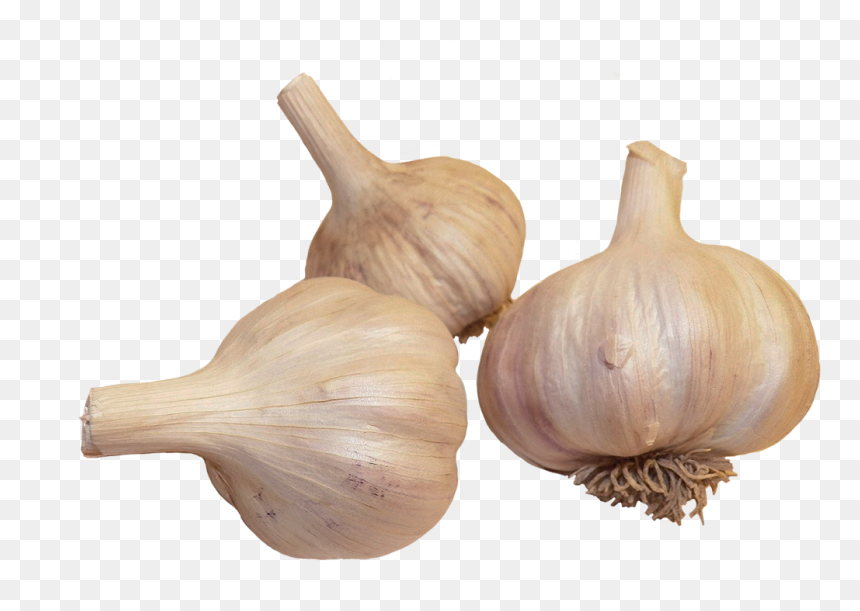 Garlic Clipart - Elephant Garlic, HD Png Download - veggie png
