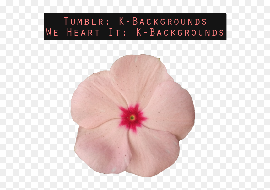 Flores, Flower, And Flowers Image - Hawaiian Hibiscus, HD Png Download - corona de flores png