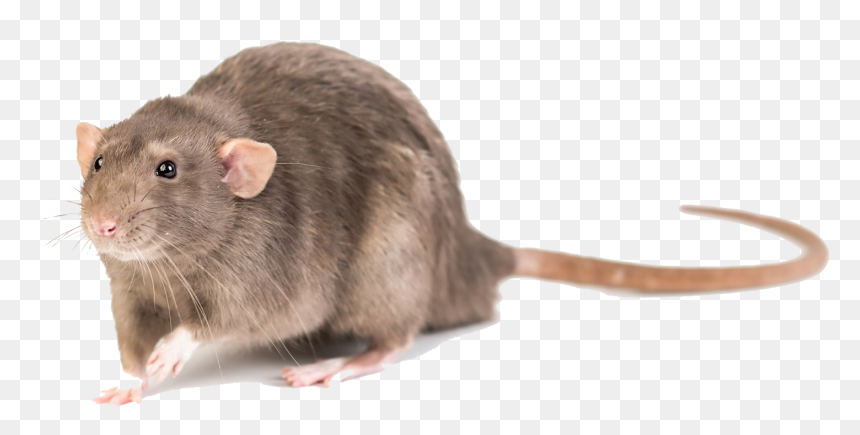 Mouse Photo Background - Mouse, HD Png Download - rodent png