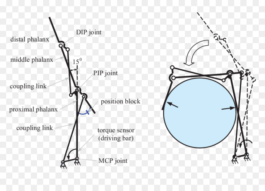 Diagram, HD Png Download - index finger png