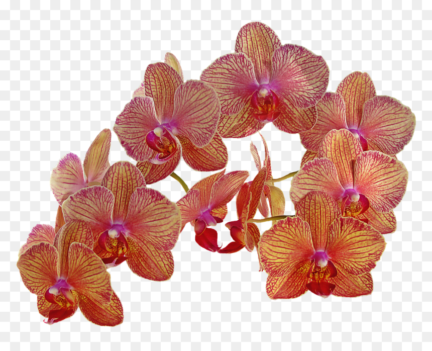 Orchid Vintage Png, Transparent Png - flowers vintage png