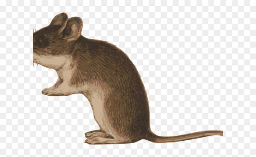 Mouse Biting Cliparts - Marsh Rice Rat, HD Png Download - rodent png