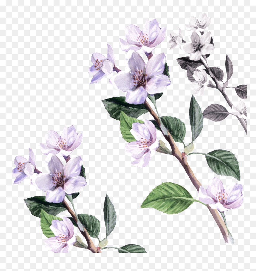 Flower Cartoon Transparent About Flowers,floral Vintage - Transparent Flowers Cartoon, HD Png Download - flowers vintage png