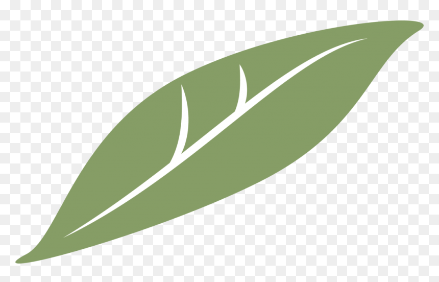 Clementine Global - Bay Laurel, HD Png Download - clementine png