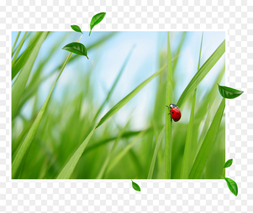 Sandy Kitchen E - Ladybug, HD Png Download - sandy png