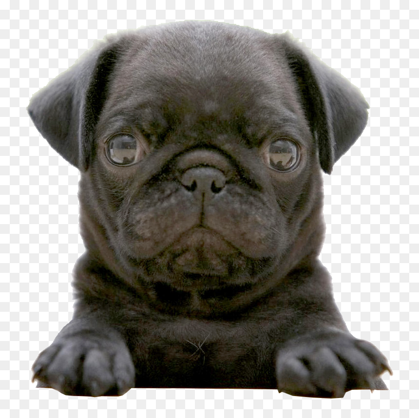 Black Pugs Babies, Hd Wallpaper Download, HD Png Download - pugs png