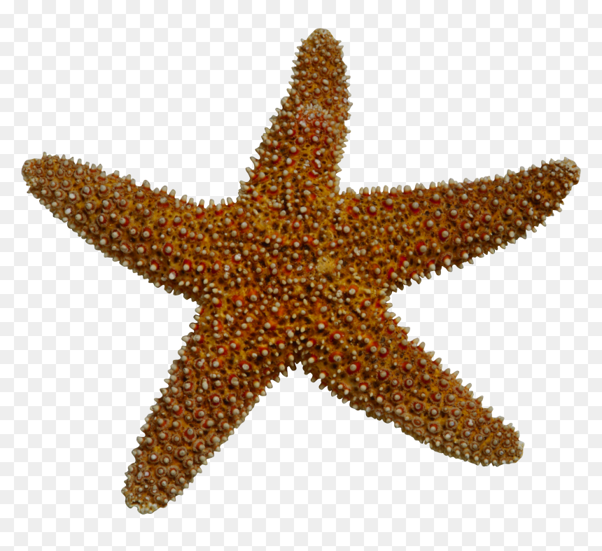 Starfish Sea Clip Art - Starfish Clipart Png, Transparent Png - starfish cartoon png