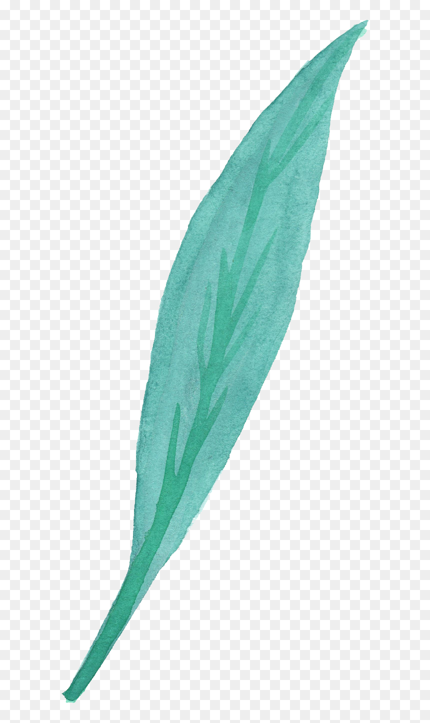 Ribwort, HD Png Download - watercolor leaf png