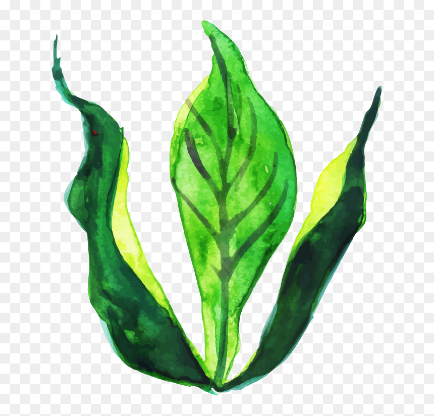 Illustration, HD Png Download - watercolor leaf png