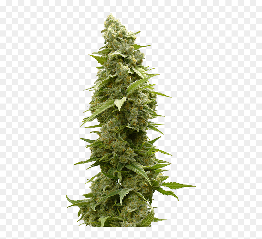 Indica And Sativa Weed, HD Png Download - feather boa png