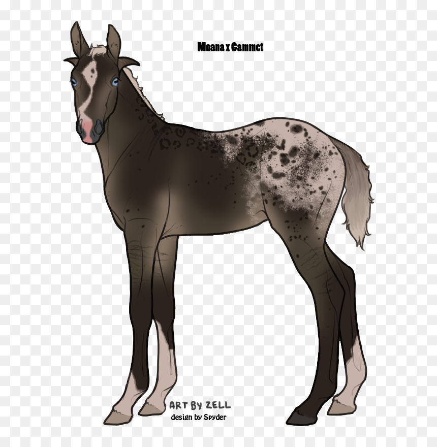 Picture - Foal, HD Png Download - moana baby png